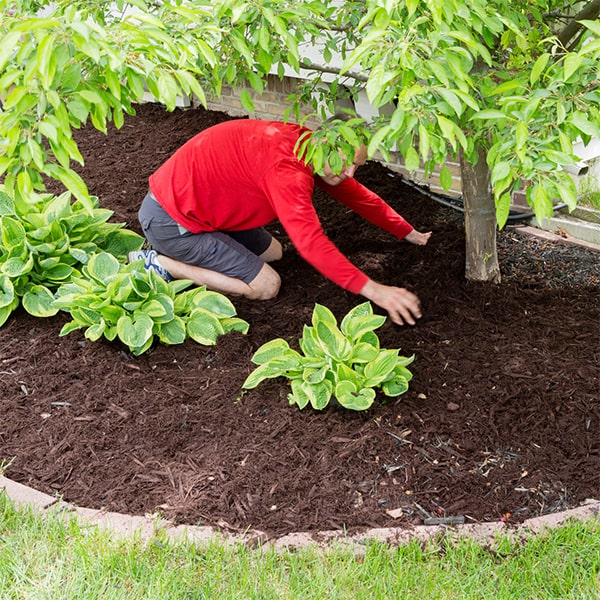 mulch installation involves spreading a layer of mulch material over the soil surface to improve soil health and appearance